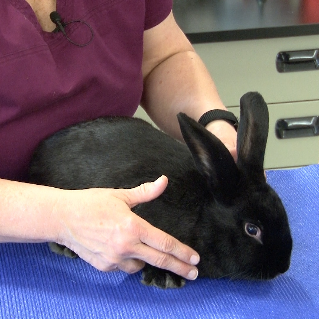 Exam Tips for Handling Rabbits